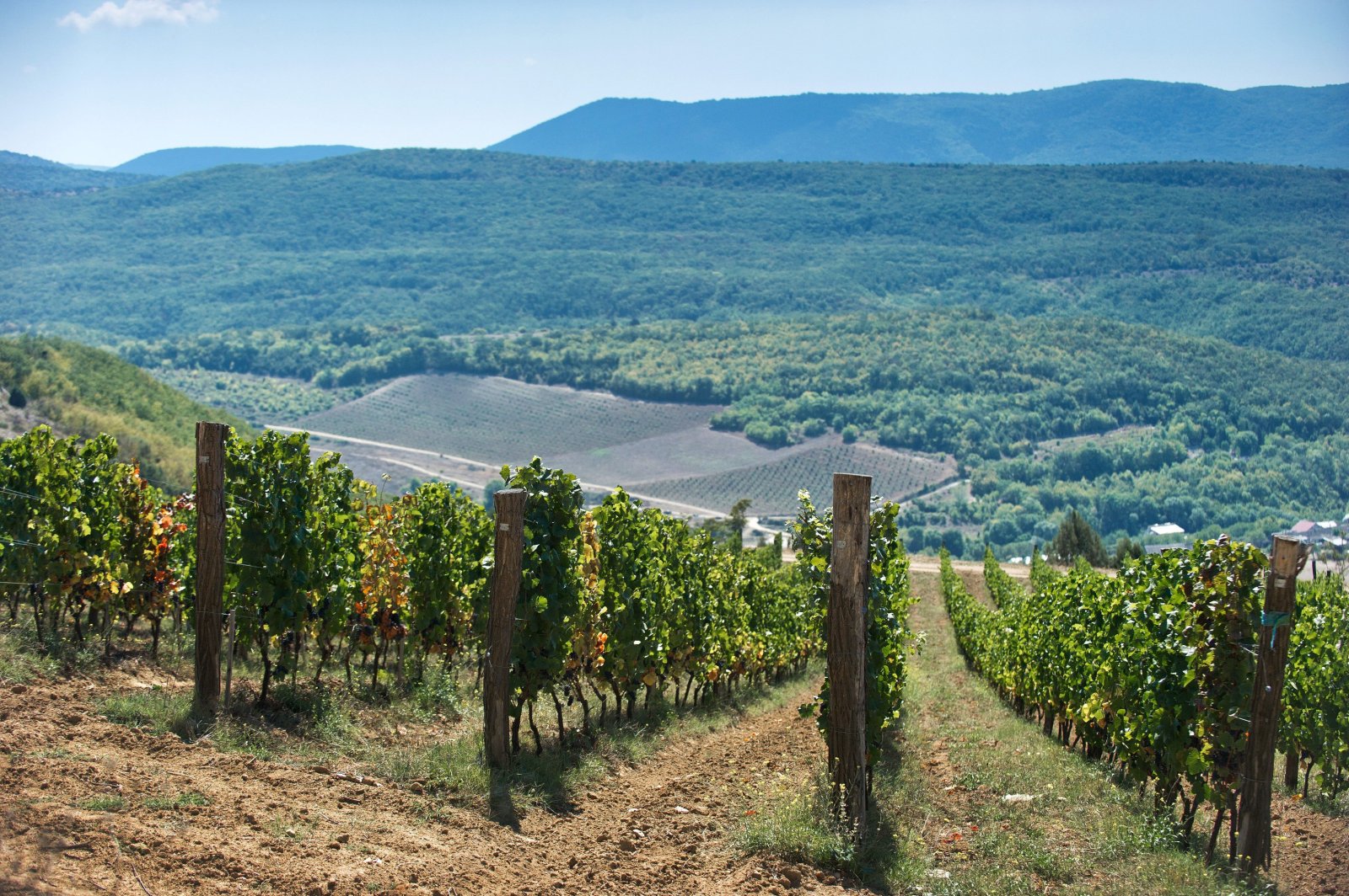 Film-style photograph of sun-warmed vineyard terraces against a forested hillside, soft greens and browns.